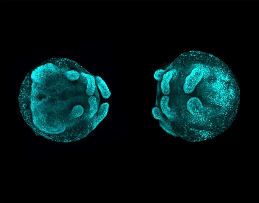 1 Embryos PhD 1000x786 1