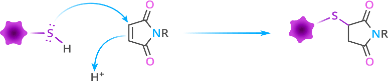 maleimide reaction chem fig1 v3