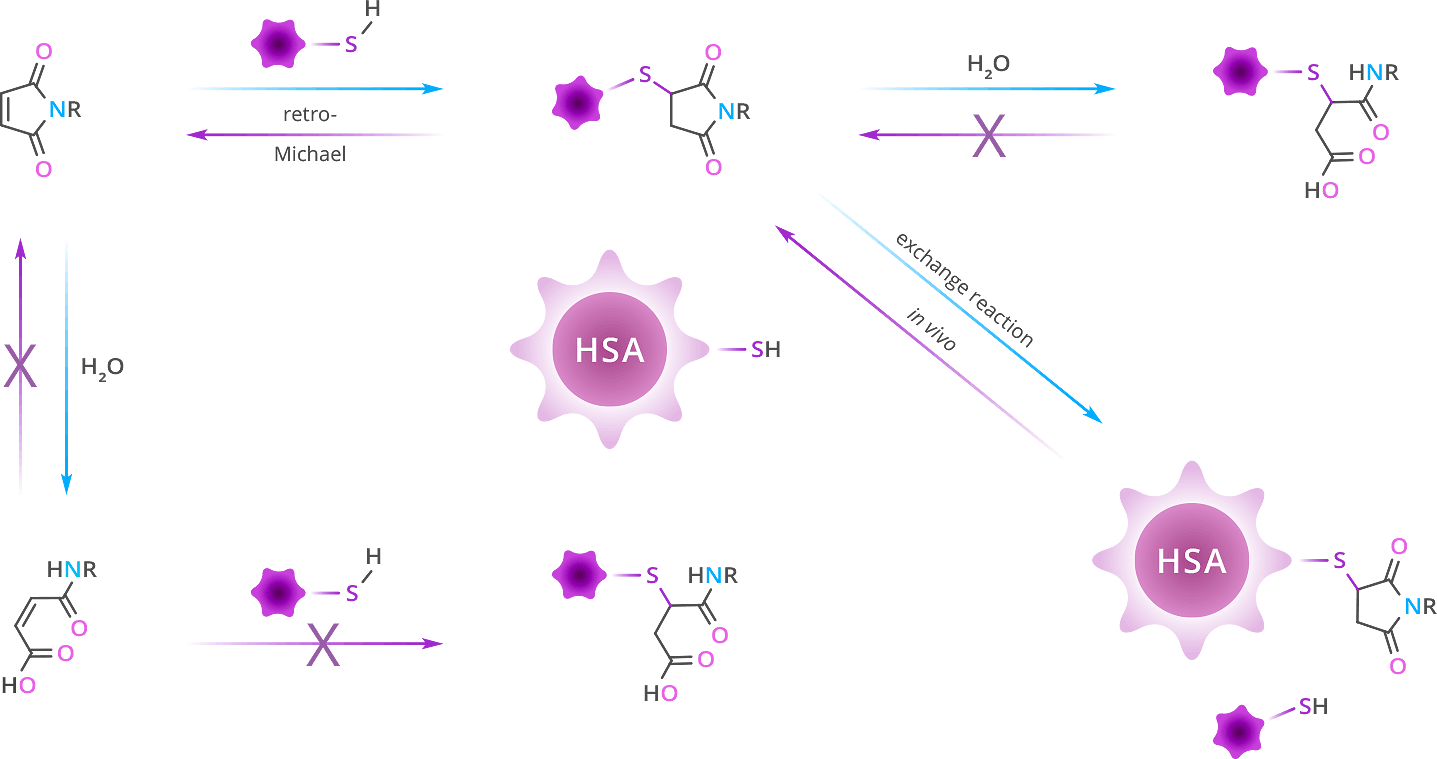 maleimide reaction chem fig1 v5