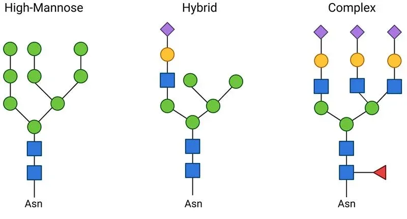 03.28.2025 N linked glycans