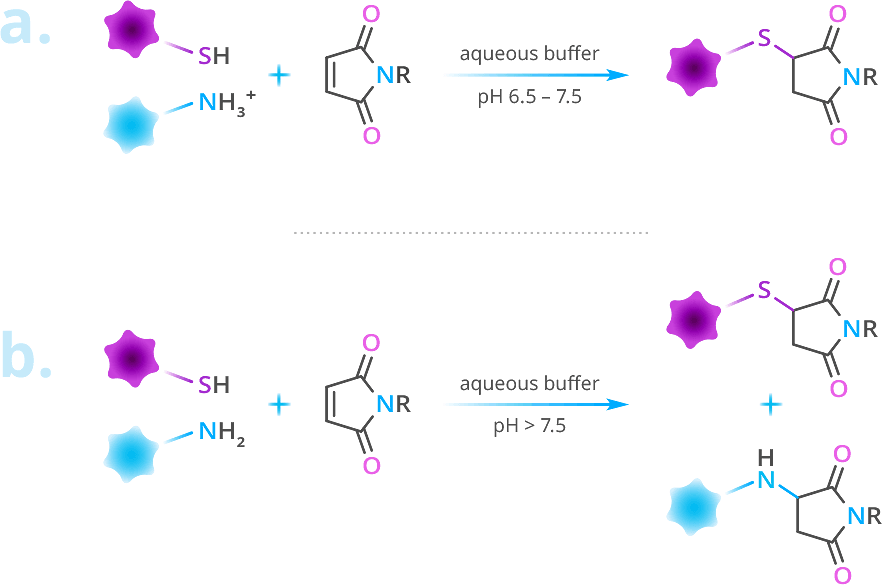 maleimide reaction chem fig1 v4