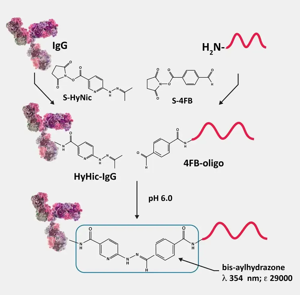 BisAryl Structure Image F 1