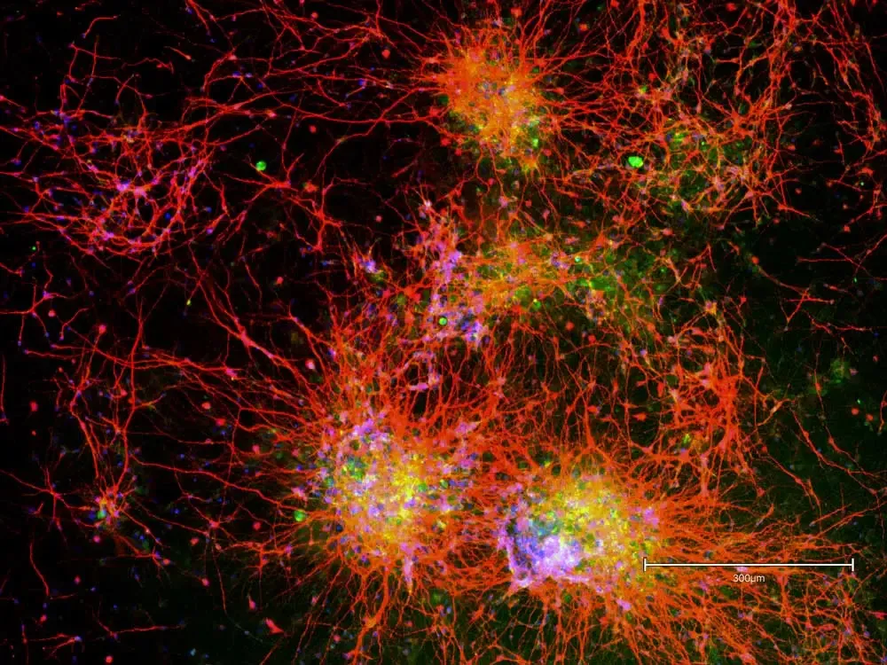 Jina Yi Vector LabsMicroscopy Contest